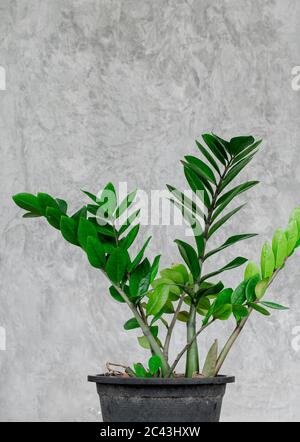 Zamioculcas zamiifolia in schwarzem Kunststofftopf auf hellgrauem Betongrund. Stockfoto