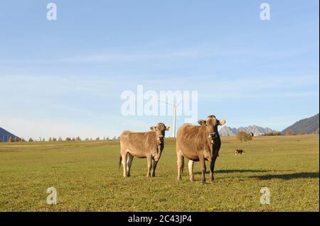 Zwei Kühe auf der Weide vor der Windturbine, Tirol, Österreich Stockfoto