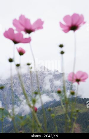 Blumen vor Bergkulisse, Schmuckkorb, Cosmos bipinnatus, Deutschland Stockfoto