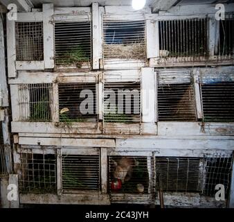 Kaninchenbestand in Käfigen auf dem Bauernhof Stockfoto