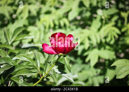 Luxuriöse Knospe von burgunderrotem Pfingstrose. Wunderschöne Gartenblumen. Nahaufnahme. Stockfoto