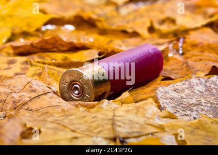 Shotgun Shell für die Jagd verwendet Stockfoto