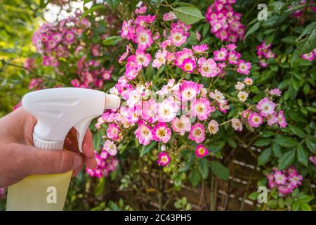 Frau Hand mit Spray auf Rosenpflanze mit rosa Blume von vielen grünen Blattläusen infiziert, in der goldenen Stunde. Ohne Pestizid, mit Wasser, grüne Seife A gemacht Stockfoto