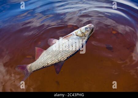 IDE (Leuciscus idus) am Haken gefangen Stockfoto