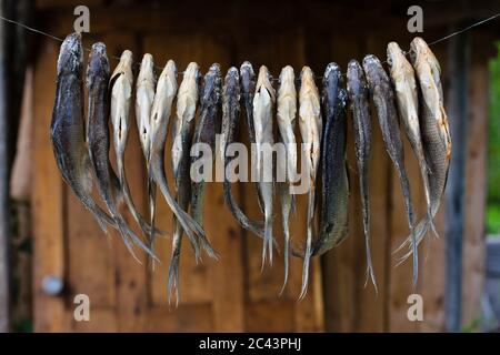 Getrockneter Fisch hängt an einem Seil, Nahaufnahme Stockfoto