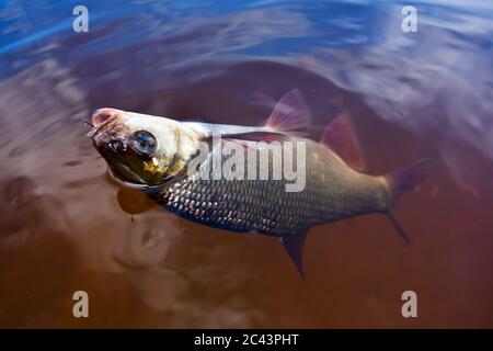 IDE (Leuciscus idus) am Haken gefangen Stockfoto