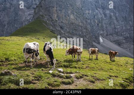 Rinderherde grast auf der Weide, Karwendel, Österreich Stockfoto