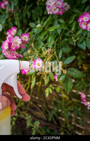 Frau Hand mit Spray auf Rosenpflanze mit rosa Blume von vielen grünen Blattläusen infiziert, in der goldenen Stunde. Ohne Pestizid, mit Wasser, grüne Seife A gemacht Stockfoto