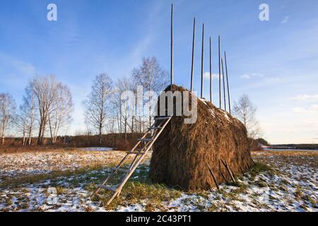 Heu im Stapel auf der Wiese Stockfoto