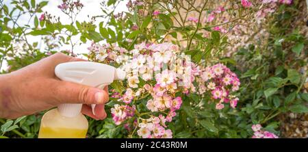 Frau Hand mit Spray auf Rosenpflanze mit rosa Blume von vielen grünen Blattläusen infiziert, in der goldenen Stunde. Ohne Pestizid, mit Wasser, grüne Seife A gemacht Stockfoto