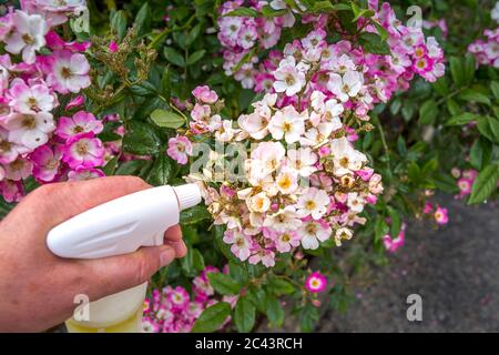 Frau Hand mit Spray auf Rosenpflanze mit rosa Blume von vielen grünen Blattläusen infiziert, in der goldenen Stunde. Ohne Pestizid, mit Wasser, grüne Seife A gemacht Stockfoto