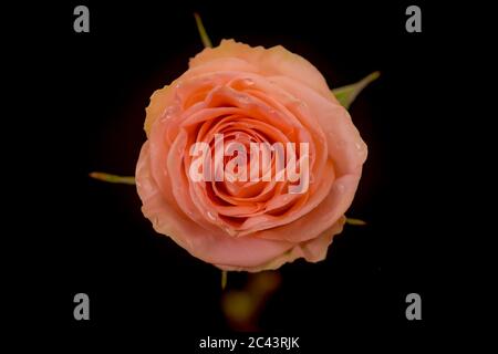 Nahaufnahme Makro-Foto von Peach Tiffany Rosen Vielfalt, Studio-Aufnahme. Stockfoto