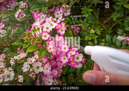 Frau Hand mit Spray auf Rosenpflanze mit rosa Blume von vielen grünen Blattläusen infiziert, in der goldenen Stunde. Ohne Pestizid, mit Wasser, grüne Seife A gemacht Stockfoto