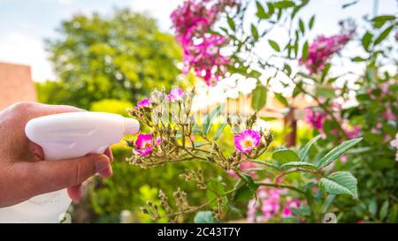 Frau Hand mit Spray auf Rosenpflanze mit rosa Blume von vielen grünen Blattläusen infiziert, in der goldenen Stunde. Ohne Pestizid, mit Wasser, grüne Seife A gemacht Stockfoto