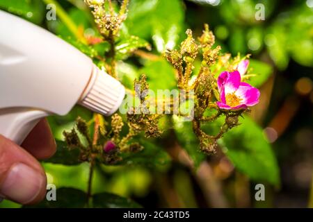 Frau Hand mit Spray auf Rosenpflanze mit rosa Blume von vielen grünen Blattläusen infiziert, in der goldenen Stunde. Ohne Pestizid, mit Wasser, grüne Seife A gemacht Stockfoto