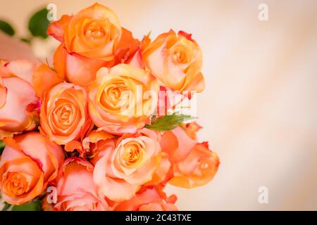 Nahaufnahme Makrofoto von Pfirsich Twilight Rosen Vielfalt, Studio-Aufnahme. Stockfoto