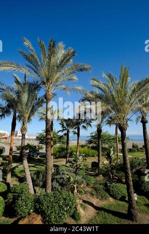 Palmen am Strand in Benalmadena, Spanien Stockfoto