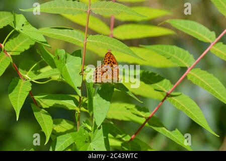 Gelber Schmetterling im Wald (silbergewaschene Fritilläre) Stockfoto