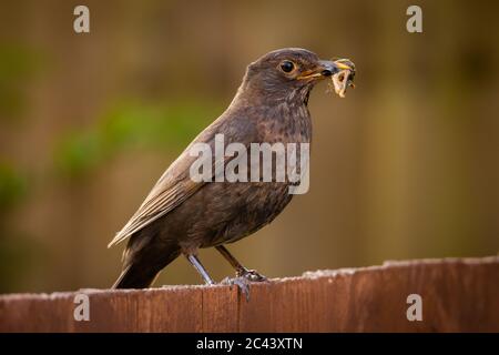 Eine Amsel sitzt auf einem Zaun in einem englischen Garten, während sie einen abgenutzten hält, den sie für die Küken gefangen hat. Stockfoto