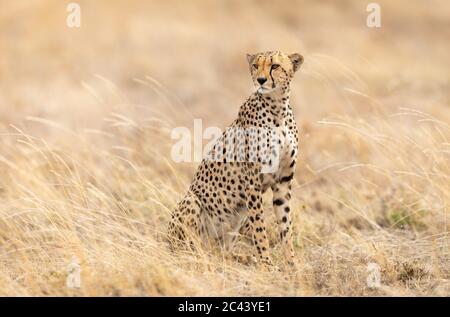 Eine schöne Erwachsene weibliche Geparde, die aufrecht und wachsam im Serengeti National Park Tansania sitzt und von hohem weichen Gras umgeben ist Stockfoto