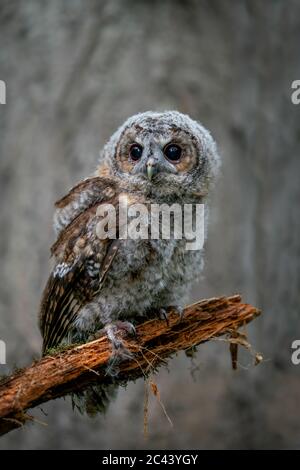 Jugendliche Waldohle, Strix aluco, zeigt das charakteristische Aussehen dieser Wald Eulenspezies. Stockfoto