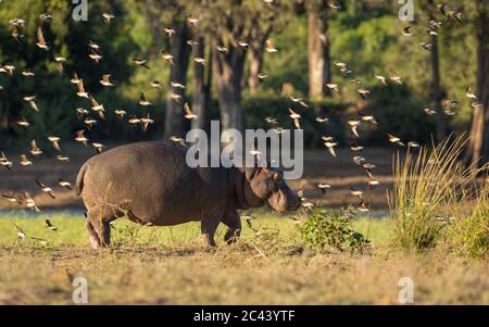 Ein Erwachsener Nilpferd, der am Chobe River entlang läuft, umgeben von einer Vogelschar im warmen Nachmittagslicht in Botswana Stockfoto