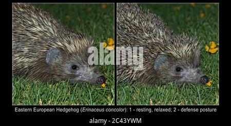 Aus zwei Bildern des gleichen osteuropäischen Igels Erinaceus concolor, die die Dornen in einer ruhenden und verteidigenden Haltung zeigen Stockfoto