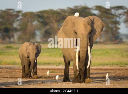 Erwachsene Elefantenweibchen mit großen Stoßzähnen und einem Reiher auf dem Kopf, gefolgt von einem Elefantenbaby im Amboseli National Park Kenya Stockfoto