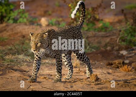 Horizontales Porträt eines wanderenden erwachsenen Leoparden mit einem Fell Licht in seinem Auge und schönen langen Whiskern in Samburu Kenia Stockfoto