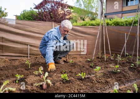 Volle Länge der älteren Mann Pflanzen auf Obstgarten Stockfoto