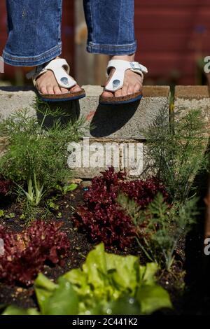 Nahaufnahme eines Mädchens, das Sandalen neben Salat im Bett trägt Stockfoto