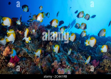 Palau, Schule der gelben Pyramide-Falterfische (Hemitaurichthys polylepis) Stockfoto