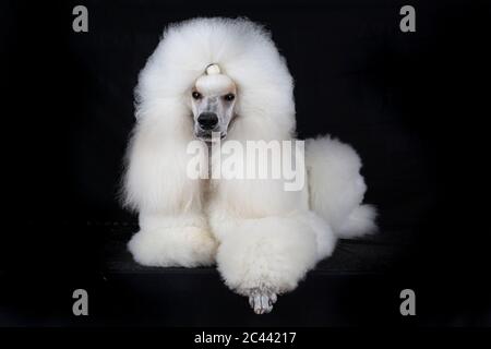 Portrait von weißen Standard Pudel auf schwarzem Hintergrund Stockfoto