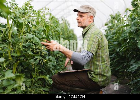 Landwirt Kontrolle Tomatenpflanzen im Gewächshaus, Bio-Landwirtschaft Stockfoto