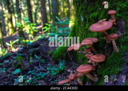 Pilz wächst auf Moos bedeckten Baumstamm in Wald Stockfoto