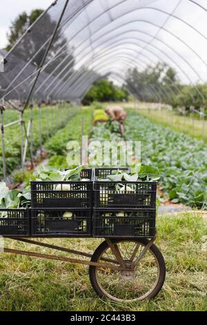 Bio-Bauer Ernte Kohlrabi, Boxen auf Schubkarre Stockfoto