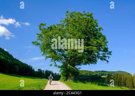 Deutschland, Schwaben, Mountainbiker vorbei an großer Esche, die im Frühjahr neben der Landstraße wächst Stockfoto