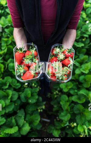 Bäuerin hält frische Erdbeeren in Behältern im Gewächshaus Stockfoto