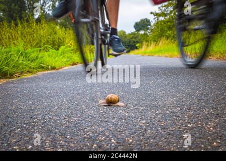 In der Nähe von Schnecke auf der Straße Stockfoto