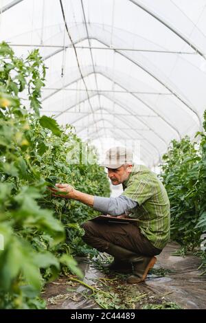 Landwirt Kontrolle Tomatenpflanzen im Gewächshaus, Bio-Landwirtschaft Stockfoto