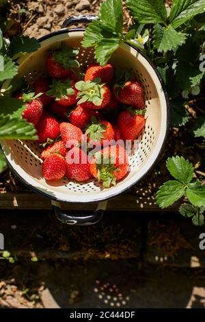 Erdbeeren in Sieb Stockfoto