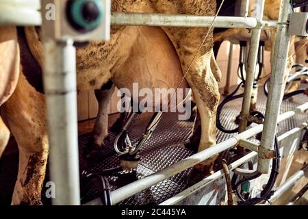 Nahaufnahme der Kuh mit Melkmaschine im Milchviehbetrieb Stockfoto