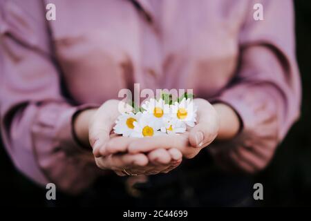 Frauenhände mit Margueriten, Nahaufnahme Stockfoto