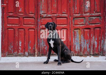 Porträt eines Hundes, der vor einer alten roten Holztür sitzt Stockfoto