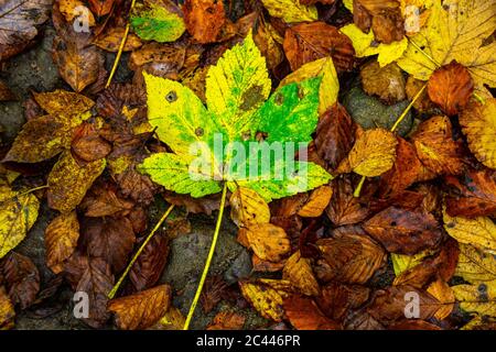 Vollbildaufnahme von gefallenen Blättern im Nationalpark im Herbst Stockfoto