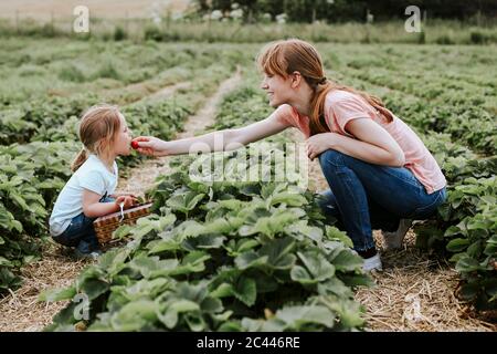 Mutter gab ihrer Tochter eine Erdbeere auf dem Feld Stockfoto