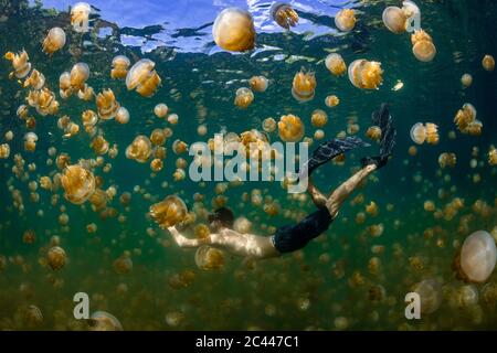 Palau, Insel Eil Malk, Mann schwimmt mit Quallen im Jellyfish Lake Stockfoto