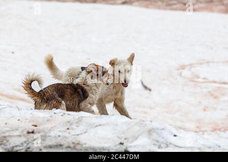 Georgien, Svaneti, Ushguli, zwei Hunde spielen zusammen im Schnee Stockfoto