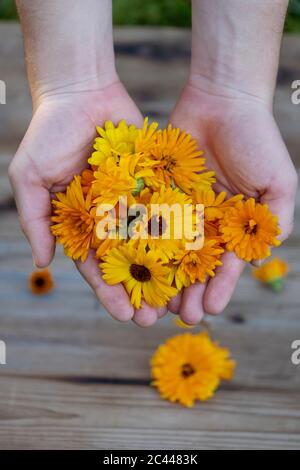 Bayern, Deutschland, Hände von Frau mit Bündel von Staats blühende Topf Ringelblumen (Calendula officinalis) Stockfoto
