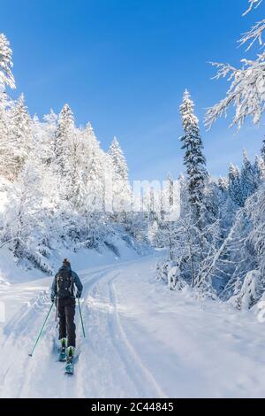 Deutschland, Bayern, Reit im Winkl, Backpacker-Skifahrerin im Winterwald Stockfoto